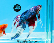 Load image into Gallery viewer, Marble Veiltail Male