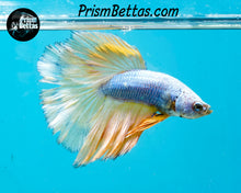Load image into Gallery viewer, Mustard Gas Halfmoon Male