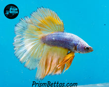 Load image into Gallery viewer, Mustard Gas Halfmoon Male