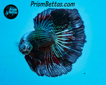 Load image into Gallery viewer, Green Orchid Halfmoon Male