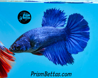 Blue Halfmoon Female