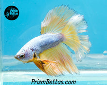 Load image into Gallery viewer, Mustard Gas Halfmoon Male