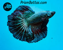 Load image into Gallery viewer, Green Orchid Halfmoon Male