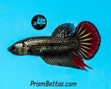 Red Copper Imbellis Male