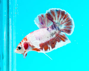 Candy Koi Dumbo Halfmoon Plakat Male