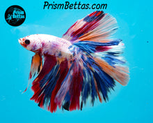 Load image into Gallery viewer, Rainbow Marble Halfmoon Male