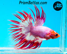Load image into Gallery viewer, Pink Crowntail Male