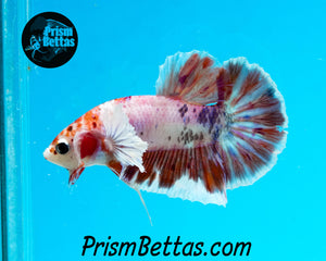 Candy Koi Dumbo Halfmoon Plakat Male