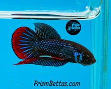 Load image into Gallery viewer, Red/Blue Imbellis Male