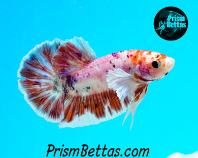 Candy Koi Dumbo Halfmoon Plakat Male