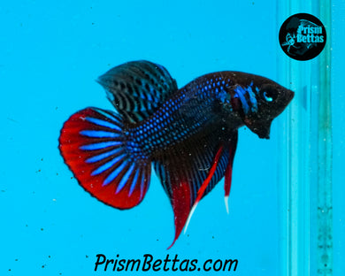 Red/Blue Imbellis Male