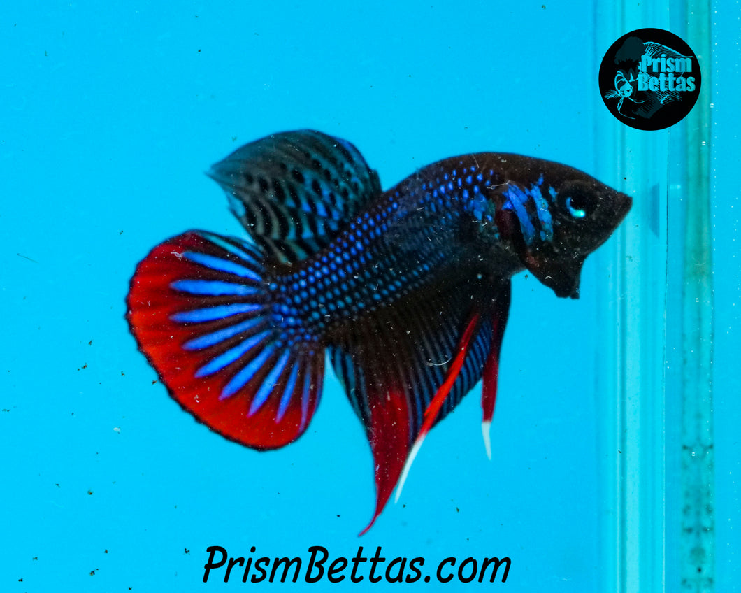 Red/Blue Imbellis Male