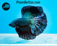 Load image into Gallery viewer, Green Orchid Halfmoon Male