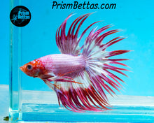 Load image into Gallery viewer, Pink Crowntail Male