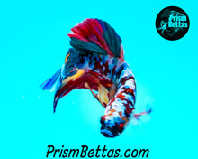 Load image into Gallery viewer, Galaxy Rainbow Marble Halfmoon Plakat Male