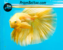 Load image into Gallery viewer, Yellow Halfmoon Male