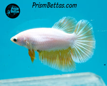 Load image into Gallery viewer, Gold Dragon Halfmoon Female