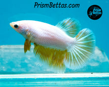 Load image into Gallery viewer, Gold Dragon Halfmoon Female