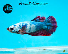Load image into Gallery viewer, Marble Halfmoon Female