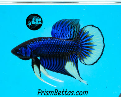 Mustard Gas Imbellis Male