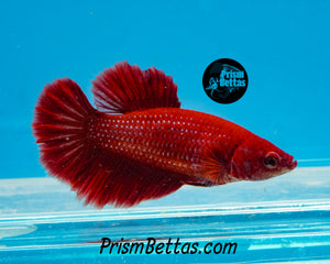 Red Halfmoon Female