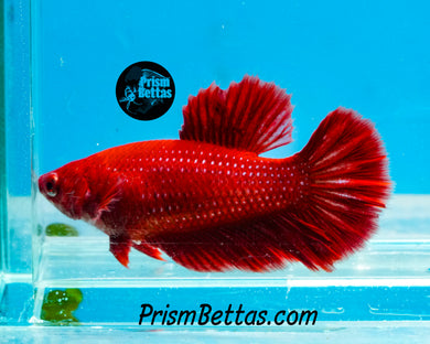 Red Halfmoon Female