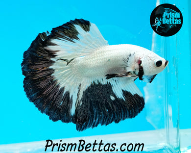 Copper Butterfly Marble Halfmoon Male