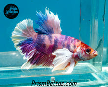 Load image into Gallery viewer, Pink Candy Koi Dumbo Halfmoon Plakat Male