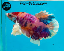 Load image into Gallery viewer, Pink Candy Koi Dumbo Halfmoon Plakat Male