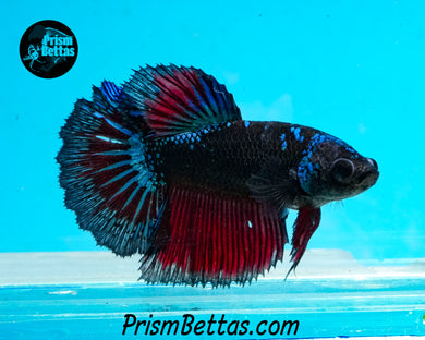 Black Devil Marble Halfmoon Female