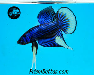 Mustard Gas Imbellis Male