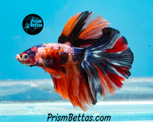 Load image into Gallery viewer, Rainbow Marble Halfmoon Male
