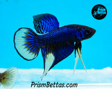 Load image into Gallery viewer, Mustard Gas Imbellis Male