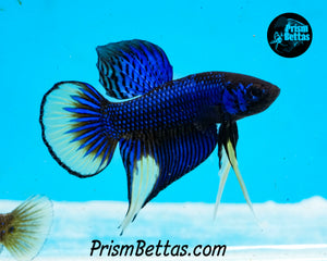 Mustard Gas Imbellis Male