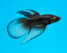 Load image into Gallery viewer, Yellow Copper Imbellis/Veiltail Hybrid Pair
