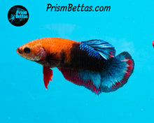 Load image into Gallery viewer, Hellboy Marble Halfmoon Plakat Female