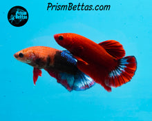 Load image into Gallery viewer, Hellboy Marble Halfmoon Plakat Female