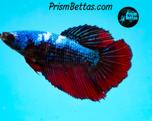 Load image into Gallery viewer, Marble Halfmoon Female