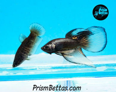 Yellow Copper Imbellis/Veiltail Hybrid Pair