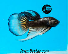 Load image into Gallery viewer, Yellow Copper Imbellis/Veiltail Hybrid Pair