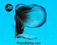 Load image into Gallery viewer, Yellow Copper Imbellis/Veiltail Hybrid Pair