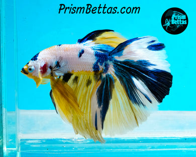 Marble Halfmoon Male