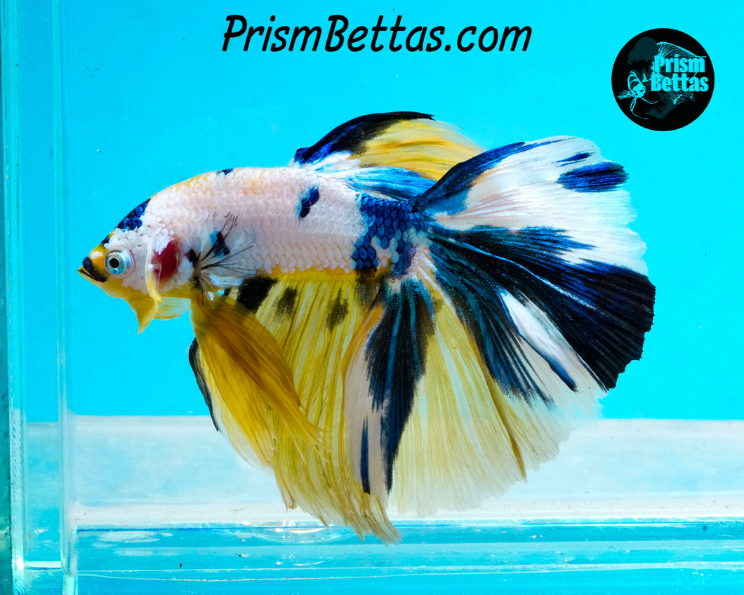 Marble Halfmoon Male