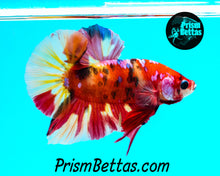 Load image into Gallery viewer, Candy Koi Halfmoon Plakat Male