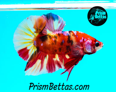 Candy Koi Halfmoon Plakat Male