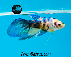 Marble Veiltail Female