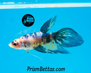 Marble Veiltail Female