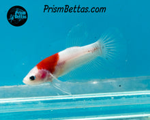 Load image into Gallery viewer, Tancho Koi Halfmoon Plakat Male