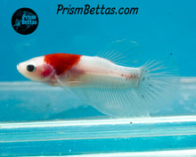 Load image into Gallery viewer, Tancho Koi Halfmoon Plakat Male