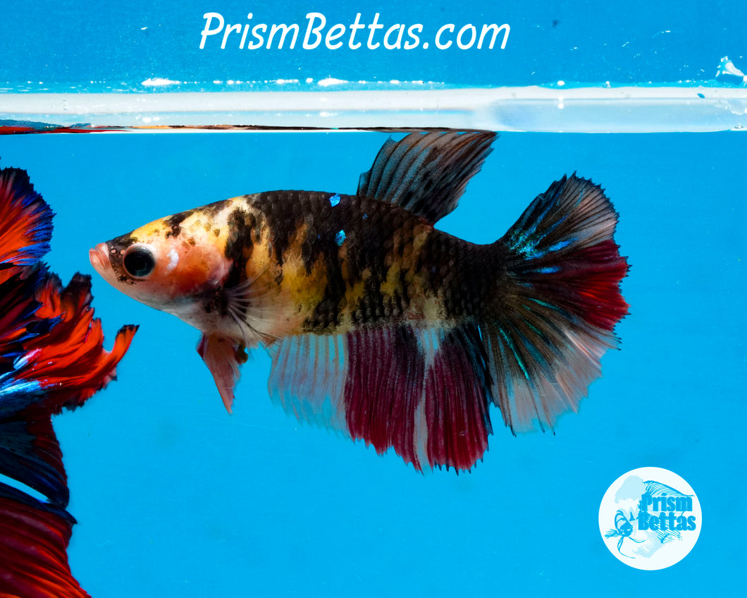 Yellow Koi Halfmoon Female
